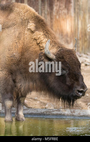 Il bisonte europeo acqua potabile Foto Stock
