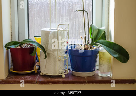 Un davanzale in un wc al piano di sotto con houseplants e rotoli di carta igienica. Foto Stock