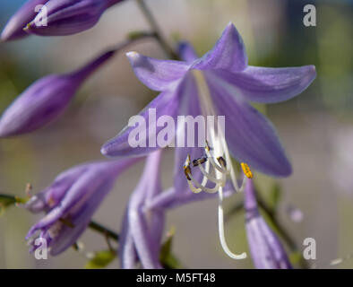 Blue Plaintain-Lily; Hosta ventricosa Foto Stock
