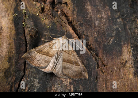 Nessel-Schnabeleule, Nesselschnabeleule, Gemeine Nessel-Zünslereule, Hypena proboscidalis, muso, la Noctuelle à museau, Eulenfalter, Noctuidae, noctu Foto Stock