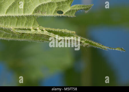 Nessel-Schnabeleule, Nesselschnabeleule, Gemeine Nessel-Zünslereule, Raupe frisst un Brennnessel, Hypena proboscidalis, muso, caterpillar, la Noctuel Foto Stock