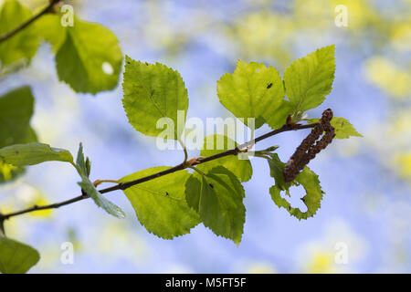 Moor-Birke, Moorbirke, Haar-Birke, Besen-Birke, Behaarte Birke, Betula pubescens, betula alba, roverella, betulla moor birch, bianco betulla, roverella-betulla, Moor Foto Stock