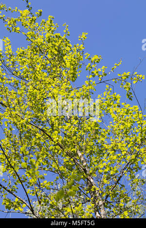 Moor-Birke, Moorbirke, Haar-Birke, Besen-Birke, Behaarte Birke, Betula pubescens, betula alba, roverella, betulla moor birch, bianco betulla, roverella-betulla, Moor Foto Stock