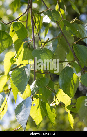 Moor-Birke, Moorbirke, Haar-Birke, Besen-Birke, Behaarte Birke, Betula pubescens, betula alba, roverella, betulla moor birch, bianco betulla, roverella-betulla, Moor Foto Stock