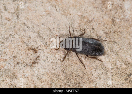 Zweifarbig Behaarter Speckkäfer, Dermestes haemorrhoidalis, Dermestes gulo, pelle beetle, Speckkäfer, Dermestidae, coleotteri della pelle Foto Stock