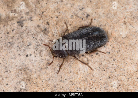 Zweifarbig Behaarter Speckkäfer, Dermestes haemorrhoidalis, Dermestes gulo, pelle beetle, Speckkäfer, Dermestidae, coleotteri della pelle Foto Stock