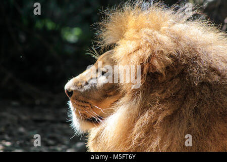 Ritratto laterale di un grosso maschio di leone africano (Panthera leo). Foto Stock