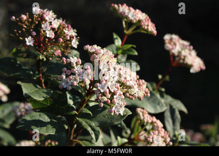 La bella primavera precoce fioritura arbusto, Viburnum tinus noto anche come Laurestine, illuminata da un basso sole invernale. Foto Stock