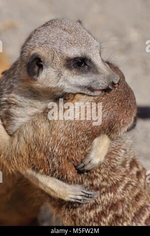 Meerkats (Suricata suricatta) close-up che guarda come sono abbracciava, coccole presso lo Zoo di Edimburgo, Scozia. Foto Stock