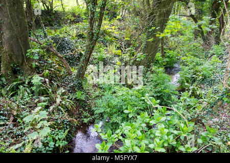 Esecuzione del flusso attraverso i boschi in Lannacombe, South Devon Foto Stock