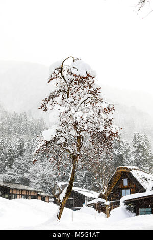 Persimmon giapponese con neve su albero o Kalychan minai o Diospyros kaki L.f. Foto Stock