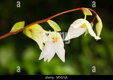 Marsh pianta brocca, Flugtrumpet (Heliamphora nutans) Foto Stock