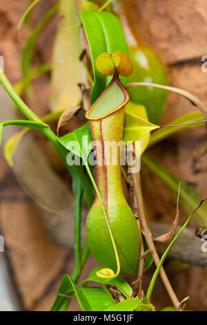 Marsh pianta brocca, Flugtrumpet (Heliamphora nutans) Foto Stock
