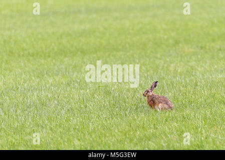 Una lepre europea è seduto in un campo aperto e sta mangiando dall'erba. Foto Stock