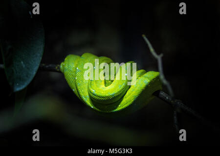 Green mamba nascosto in una struttura ad albero Foto Stock