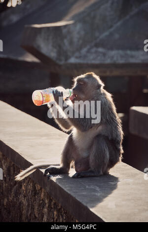 Sete di scimmia, scimmie di bere acqua da bottiglie di acqua a Bali Foto Stock