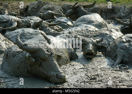 Bufali Wallowing in una piscina di fango vicino a Vang Vieng, Laos Foto Stock