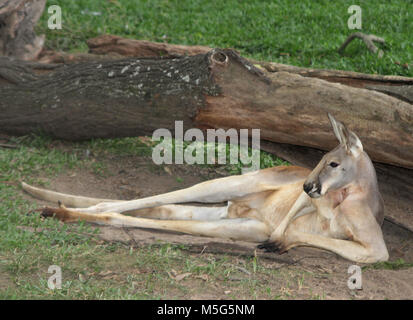 Canguro rosso, Macropus rufus, Lone Pine Koala Sanctuary, Brisbane, Australia Foto Stock