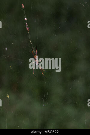 Seta dorata orb-weaver spider, Nephila, Lone Pine Koala Sanctuary, Brisbane, Australia Foto Stock