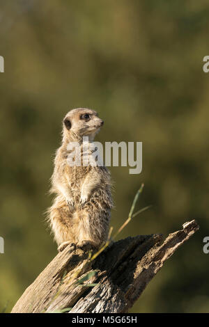 Meerkat, Suricata suricat, animale in cattività,inizio springdiffuse sfondo verde. Sul belvedere da un albero caduto. Foto Stock