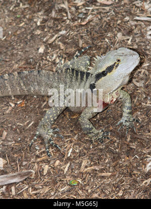 Acqua australiano dragon, Intellagama lesueurii, Lone Pine Koala Sanctuary, Brisbane, Australia Foto Stock