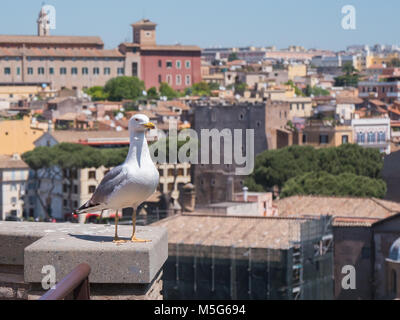 Seagull si erge sopra i tetti nel centro storico di Roma Foto Stock