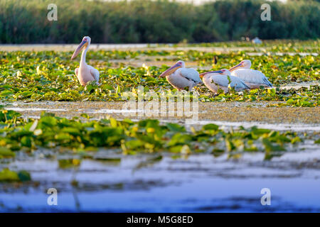 Pelican colony appoggiata nel Delta del Danubio Romania Foto Stock