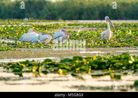 Pelican colony appoggiata nel Delta del Danubio Romania Foto Stock