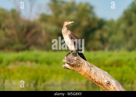 Il Delta del Danubio wildlife bird cormorano nero Foto Stock