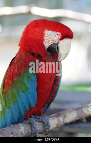 Verde-winged macaw (Ara chloropterus), Sud Africa Foto Stock