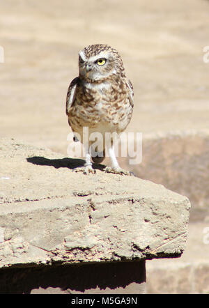 Piccolo gufo, Athene noctua, Sud Africa Foto Stock