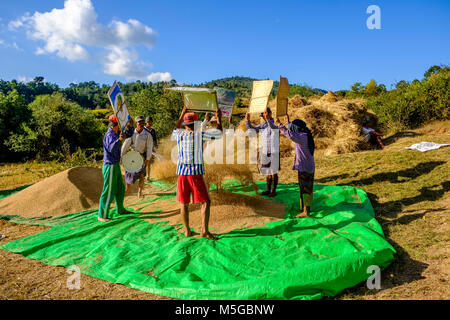 Riso raccolto è sempre pulito da cartocci da uomini sui campi nelle colline della zona tribale nel modo tradizionale Foto Stock