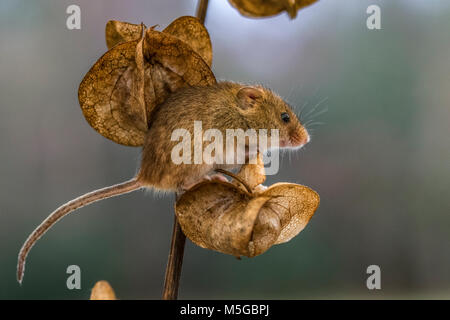 Macro immagini di topi raccolto all'aperto Foto Stock