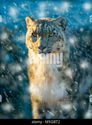 Ritratto di leopardo di neve in cattività o oncia Panthera uncia Foto Stock