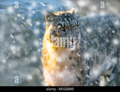 Ritratto di leopardo di neve in cattività o oncia Panthera uncia Foto Stock