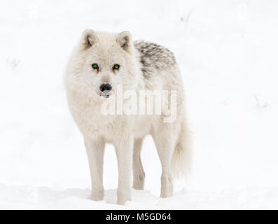 " Guarda la mia bella occhi verdi' detto il lupo Arctifc Foto Stock