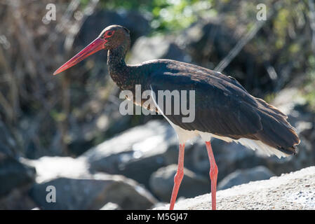 I capretti cicogna nera Ciconia nigra Foto Stock