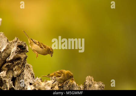 Woodchat shrike (lanius senator) e Casa passeri (Passer domesticus) Fightining per cibo, piccoli uccelli Foto Stock