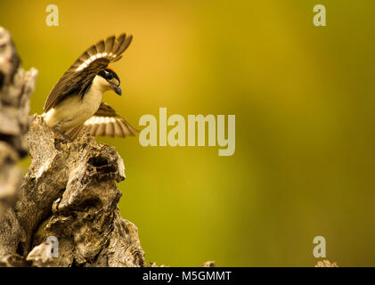 Woodchat shrike (lanius senator) e Casa passeri (Passer domesticus) Fightining per cibo, piccoli uccelli Foto Stock