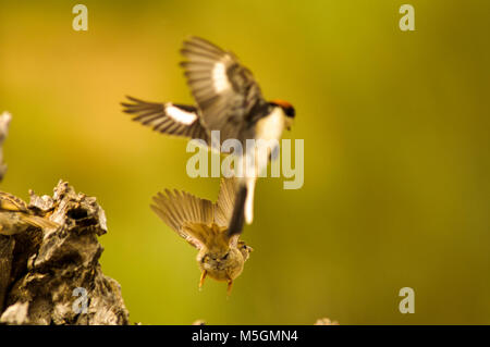 Woodchat shrike (lanius senator) e Casa passeri (Passer domesticus) Fightining per cibo, piccoli uccelli Foto Stock