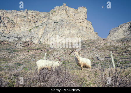 Costiera capre Kashmir su scogliere rocciose di Great Orme in Llandudno, il Galles del nord Foto Stock