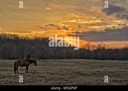 Tramonto sul campo aperto con il cavallo in primo piano e gli alberi in background Foto Stock