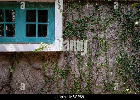 Finestra verde vicino a un muro di mattoni che copre messicano con daisy. tridax procumbens o impianto coatbuttons Foto Stock