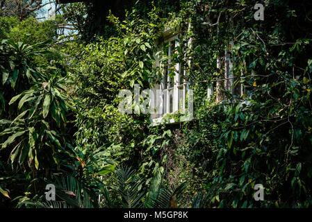 Casa di mattoni vicino a un muro di mattoni che copre messicano con daisy. tridax procumbens o impianto coatbuttons Foto Stock