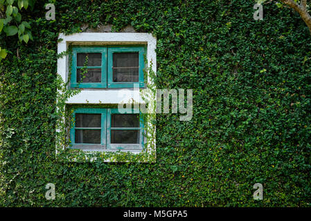 Finestra verde vicino a un muro di mattoni che copre messicano con daisy. tridax procumbens o impianto coatbuttons Foto Stock