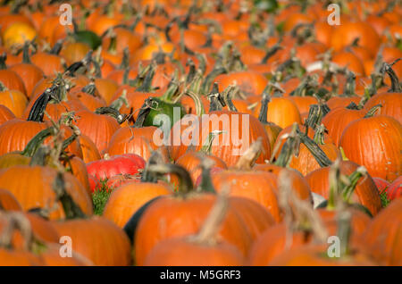 Zucche per la vendita a livello locale zucca patch prima di Halloween Foto Stock