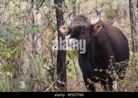 Giovane maschio gaur o bisonte Indiano che si trova fra gli alberi della foresta in inverno una giornata di sole Foto Stock