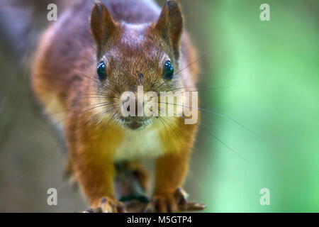 Prendersi cura degli animali e per la loro alimentazione in tempi di fame. Scoiattolo rosso nel parco sul ramoscello. Close-up Foto Stock