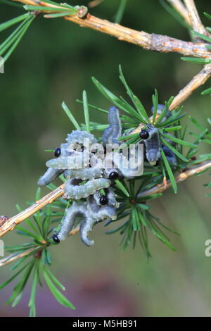 Il larice sawfly larve (Pristiphora erichsonii) alimentazione degli aghi del larice Foto Stock