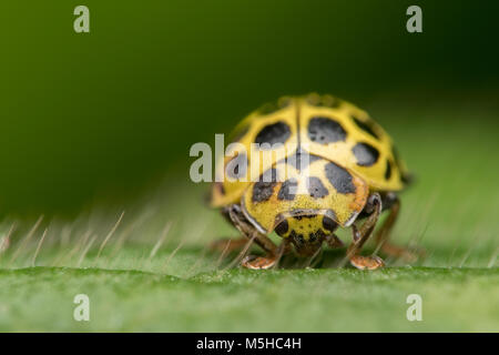 Vista frontale del 22-spot Ladybird Psyllobora (22-punctata) camminando sulla foglia. Tipperary, Irlanda Foto Stock